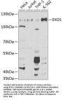 EXO1 Antibody