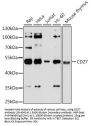 CD27 Antibody