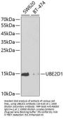 UBE2D1 Antibody