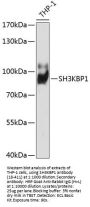 SH3KBP1 Antibody