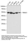 TRIM21 Antibody