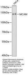 MCAM Antibody