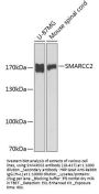 SMARCC2 Antibody