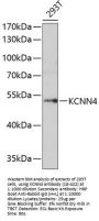 KCNN4 Antibody