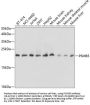 PSMB5 Antibody
