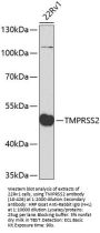 TMPRSS2 Antibody