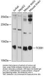 TCEB1 Antibody