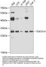 TNFSF14 Antibody