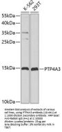 PTP4A3 Antibody