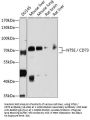 NT5E / CD73 Antibody