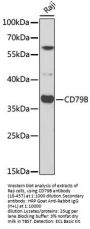 CD79B Antibody
