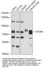 CSF2RA Antibody