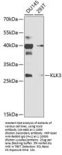 KLK3 Antibody