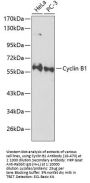 Cyclin B1 Antibody