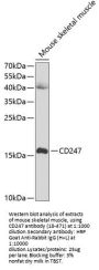 CD247 Antibody