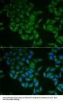 CD247 Antibody