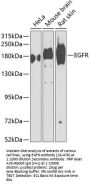 EGFR Antibody