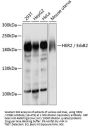 HER2 / ErbB2 Antibody, KO Validated