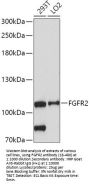 FGFR2 Antibody