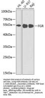 FGR Antibody