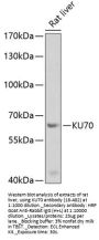KU70 Antibody