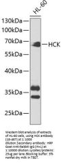 HCK Antibody