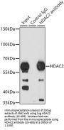 HDAC2 Antibody