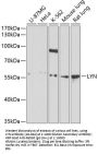 LYN Antibody