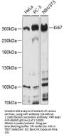 Ki67 Antibody