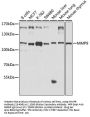 MMP9 Antibody, KO Validated
