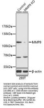 MMP9 Antibody, KO Validated