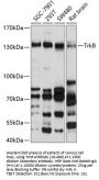 TrkB Antibody