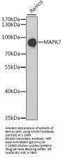 MAPK7 Antibody