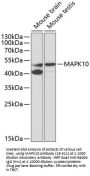 MAPK10 Antibody