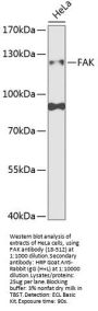 FAK Antibody