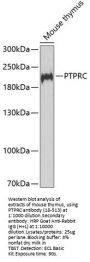 PTPRC Antibody