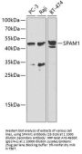 SPAM1 Antibody