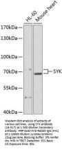 SYK Antibody