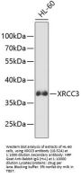 XRCC3 Antibody