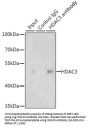 HDAC3 Antibody