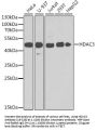 HDAC3 Antibody