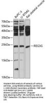 REG3G Antibody