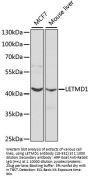LETMD1 Antibody