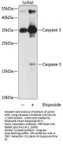 Caspase 3 Antibody, KO Validated