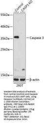 Caspase 3 Antibody, KO Validated