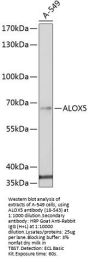 ALOX5 Antibody