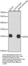 EIF4E Antibody