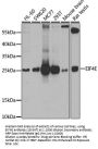 EIF4E Antibody