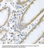 EIF4E Antibody