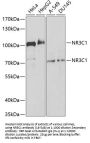 NR3C1 Antibody